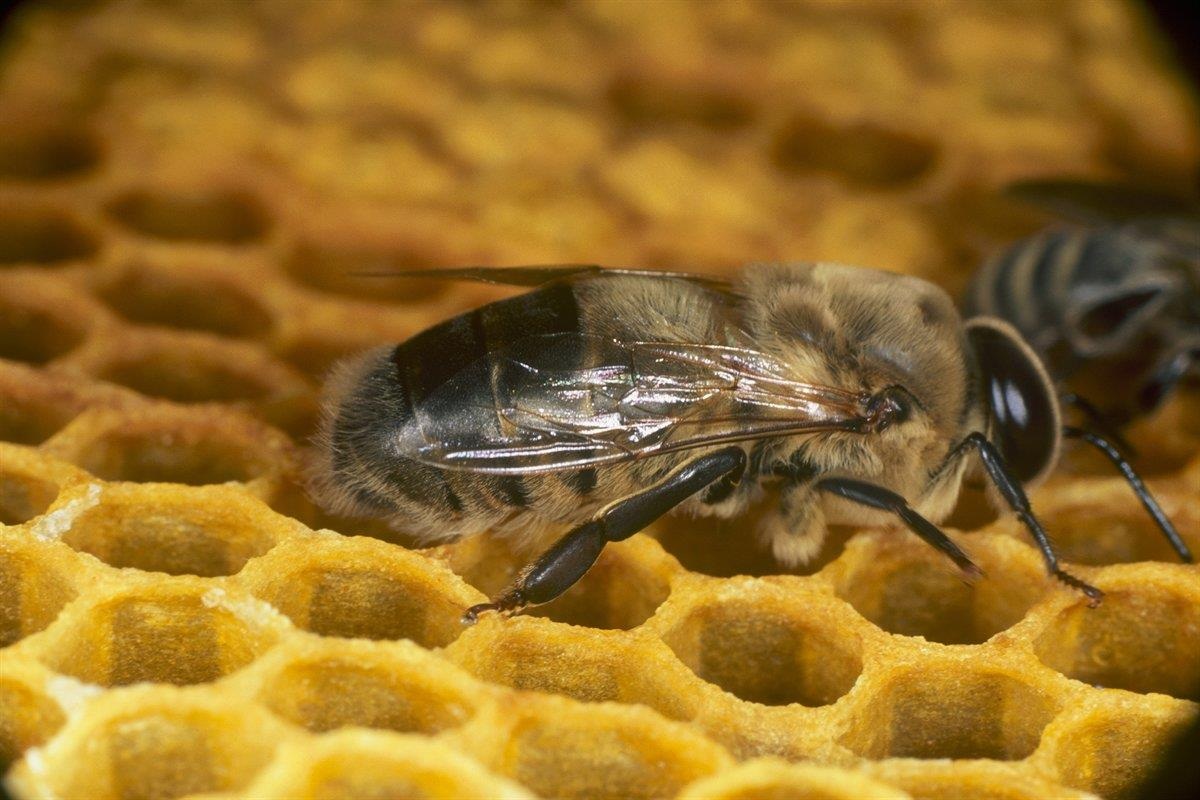 Kranjska čebela (Kranjska sivka) - Apis mellifera carnica.jpg